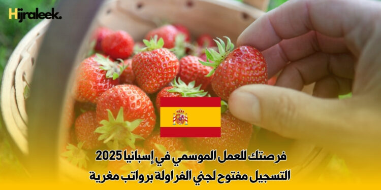 فرصتك للعمل الموسمي في إسبانيا 2025 : التسجيل مفتوح لجني الفراولة برواتب مغرية