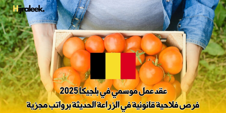 عقد عمل موسمي في بلجيكا