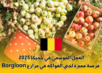 العمل الموسمي في بلجيكا