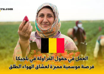 العمل في حقول الفراولة في بلجيكا