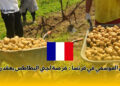 العمل الموسمي في فرنسا