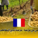 العمل الموسمي في فرنسا